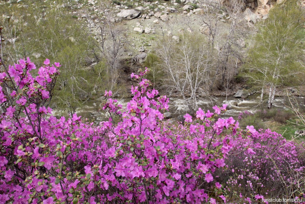 Багульник Иркутск зацвел