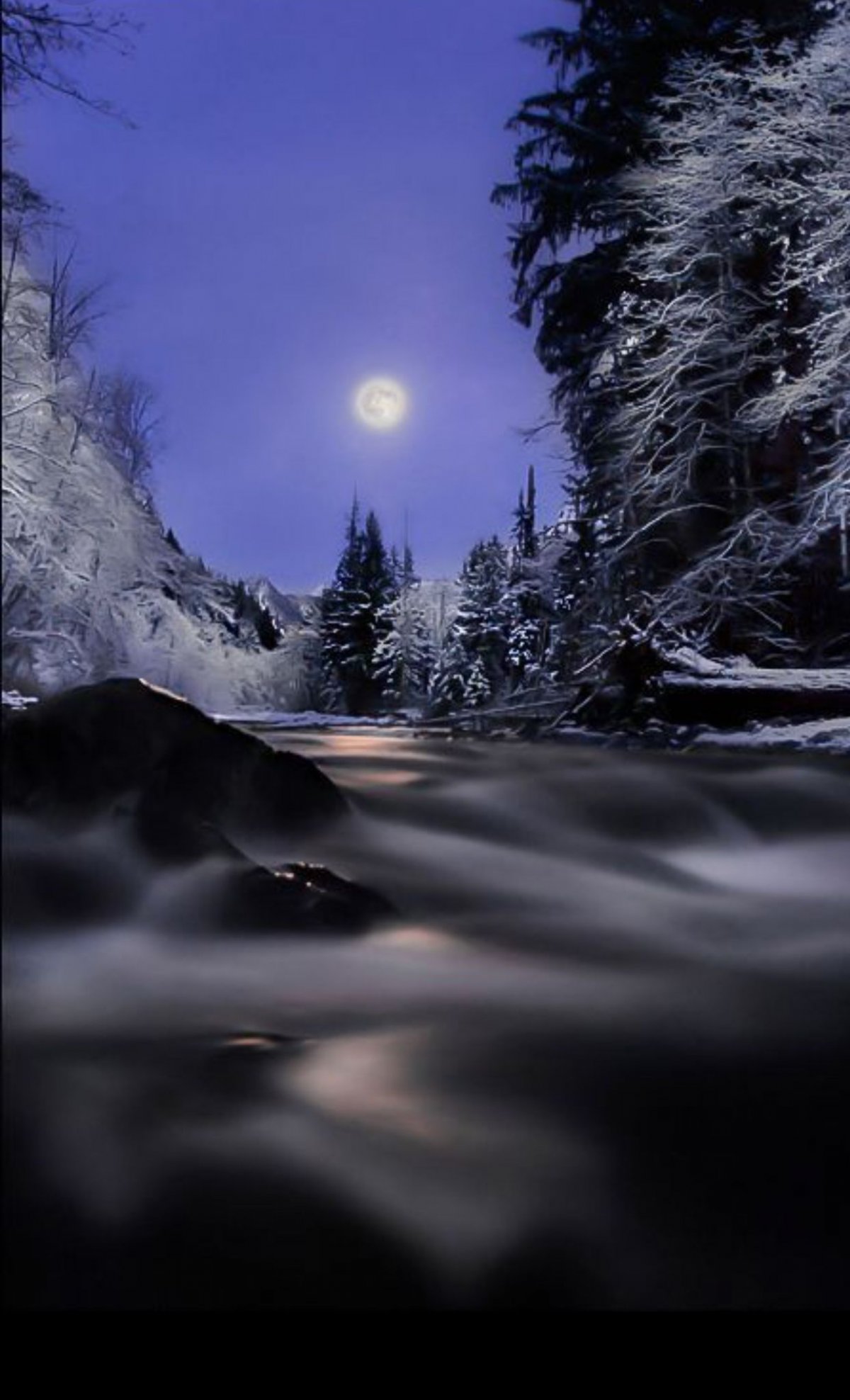 Зимний лес ночью