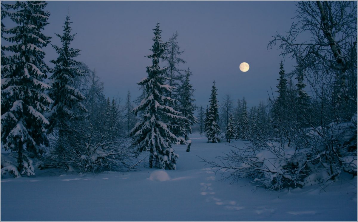 Лунная ночь в зимнем лесу