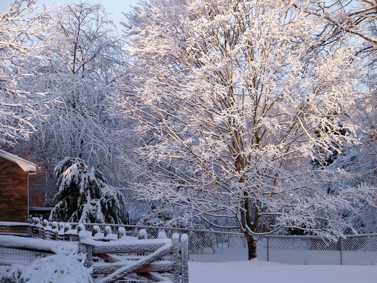 Зима Куркино Япония парк