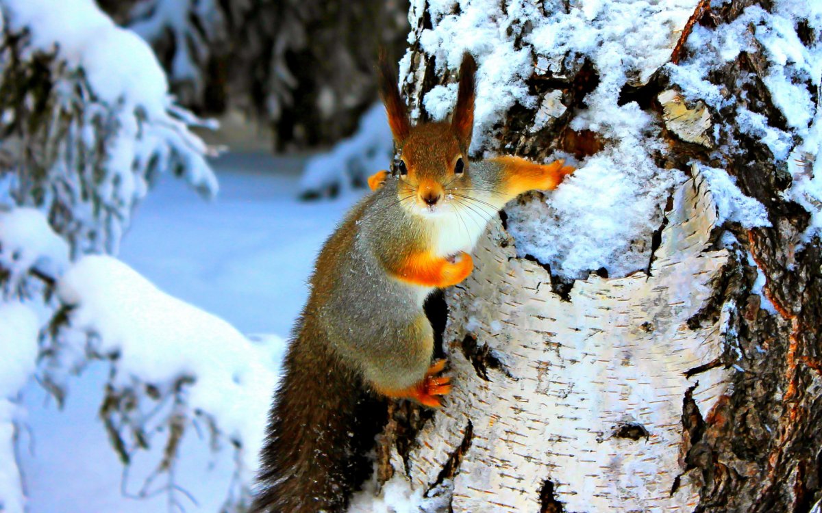 Белка в зимнем лесу