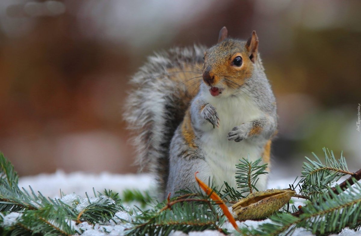 Животные на зимнем фоне