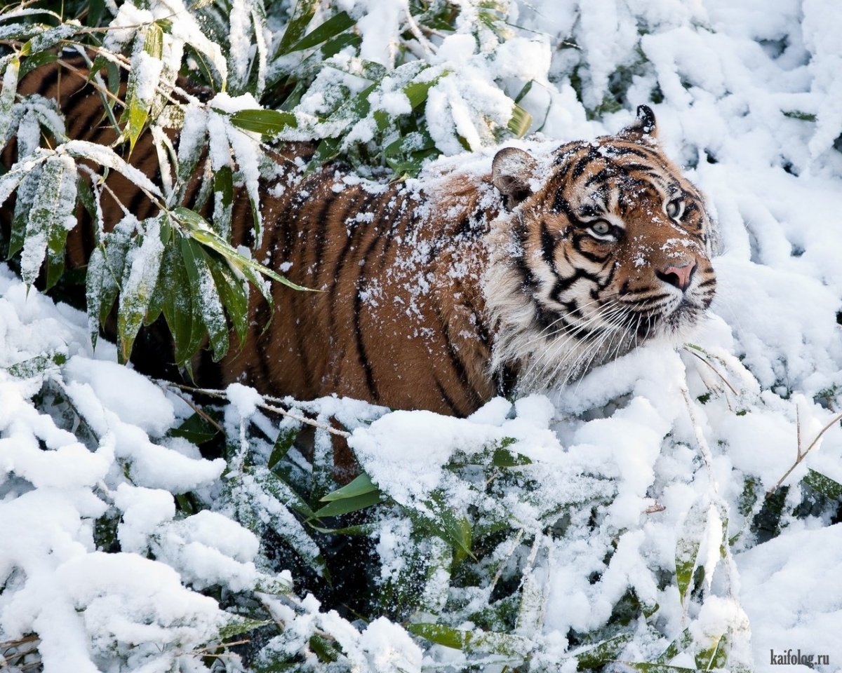 Тигрята в снегу