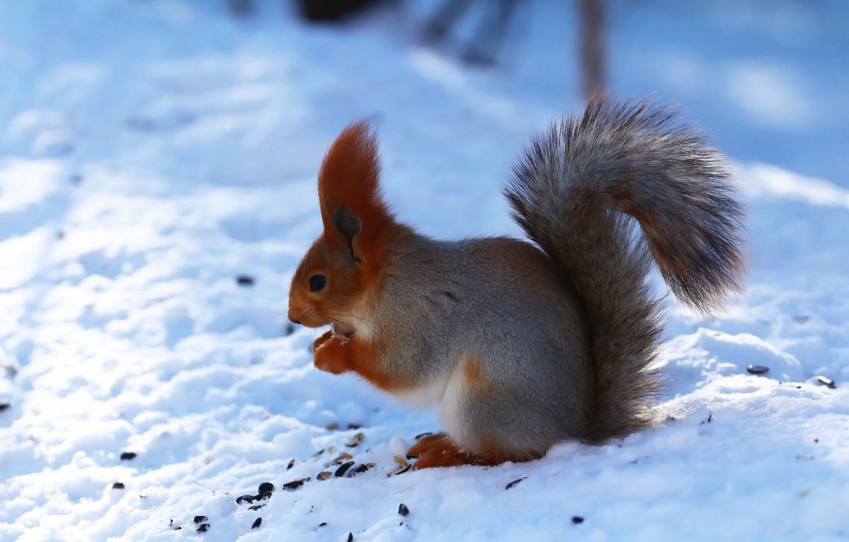 Животные зимой