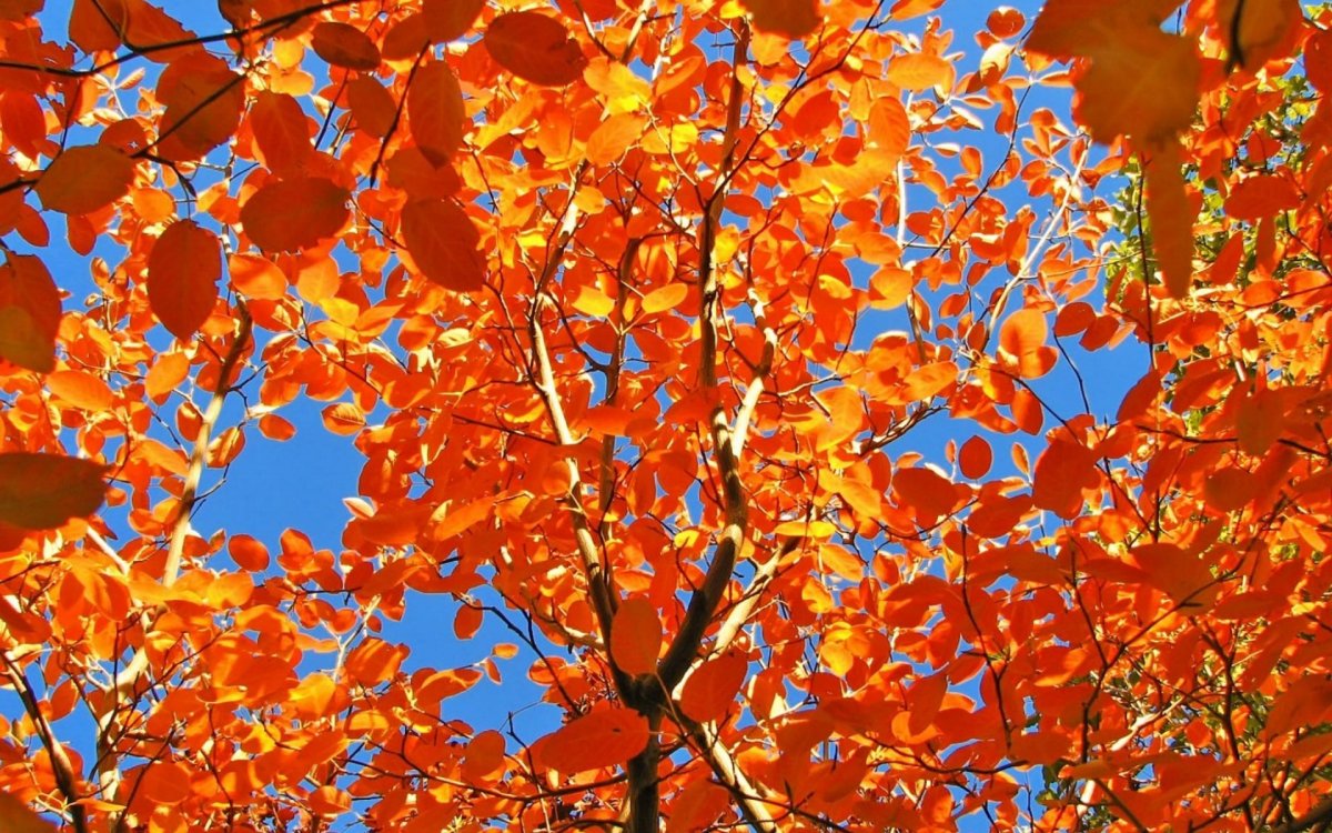 Пейзаж зима Весна лето осень