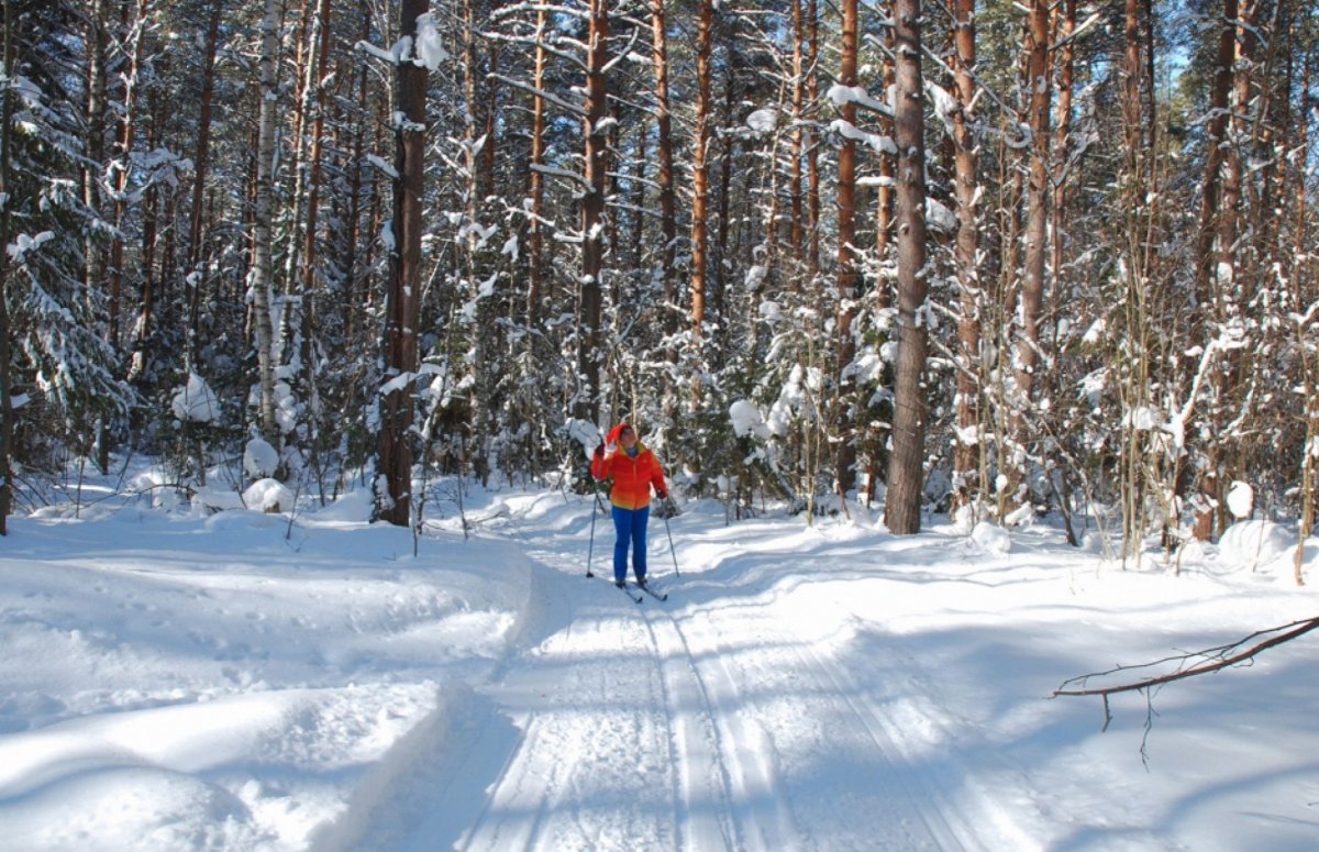 Парк Сосновый Бор Лыжня Новосибирск