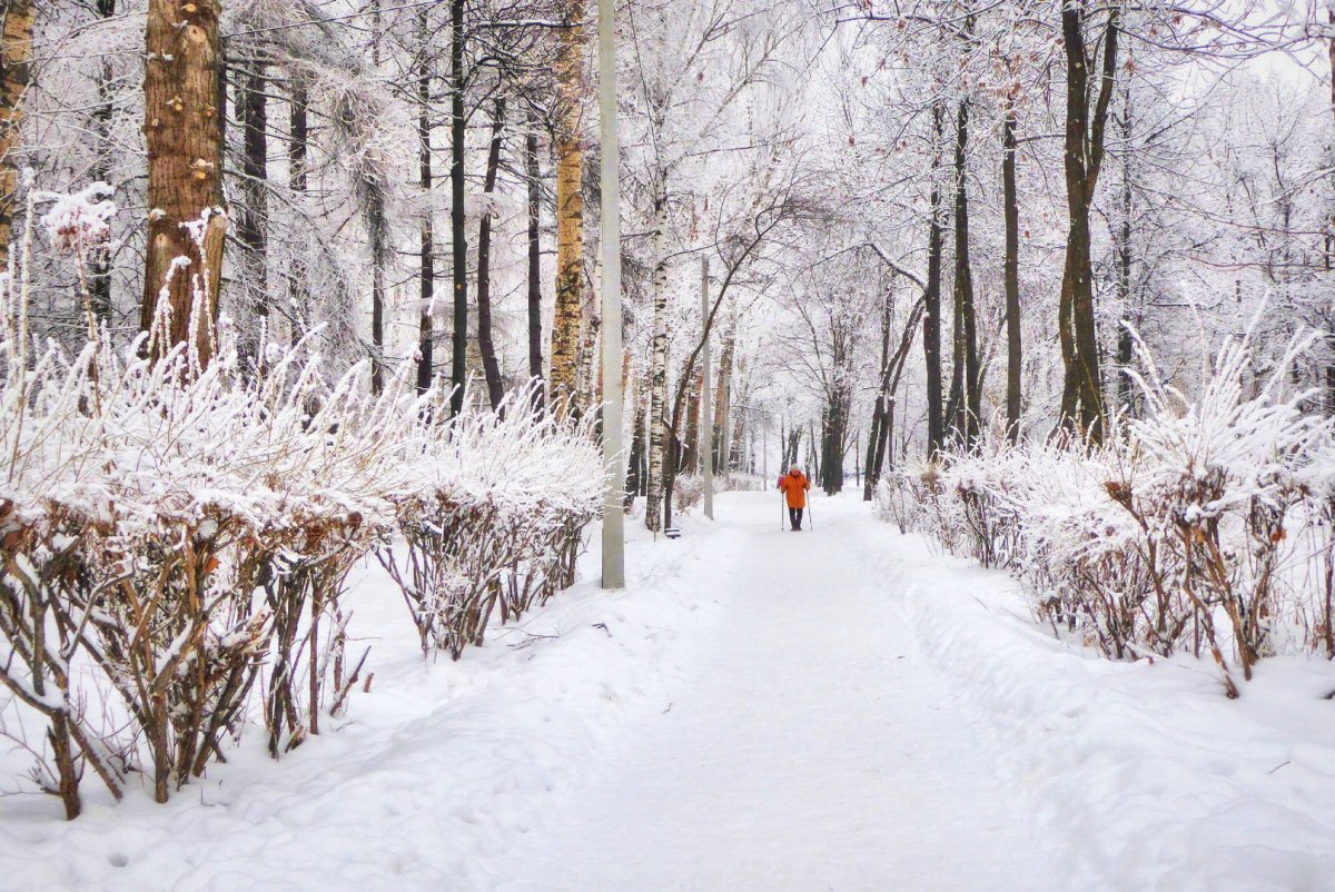 Зимняя прогулка в парке
