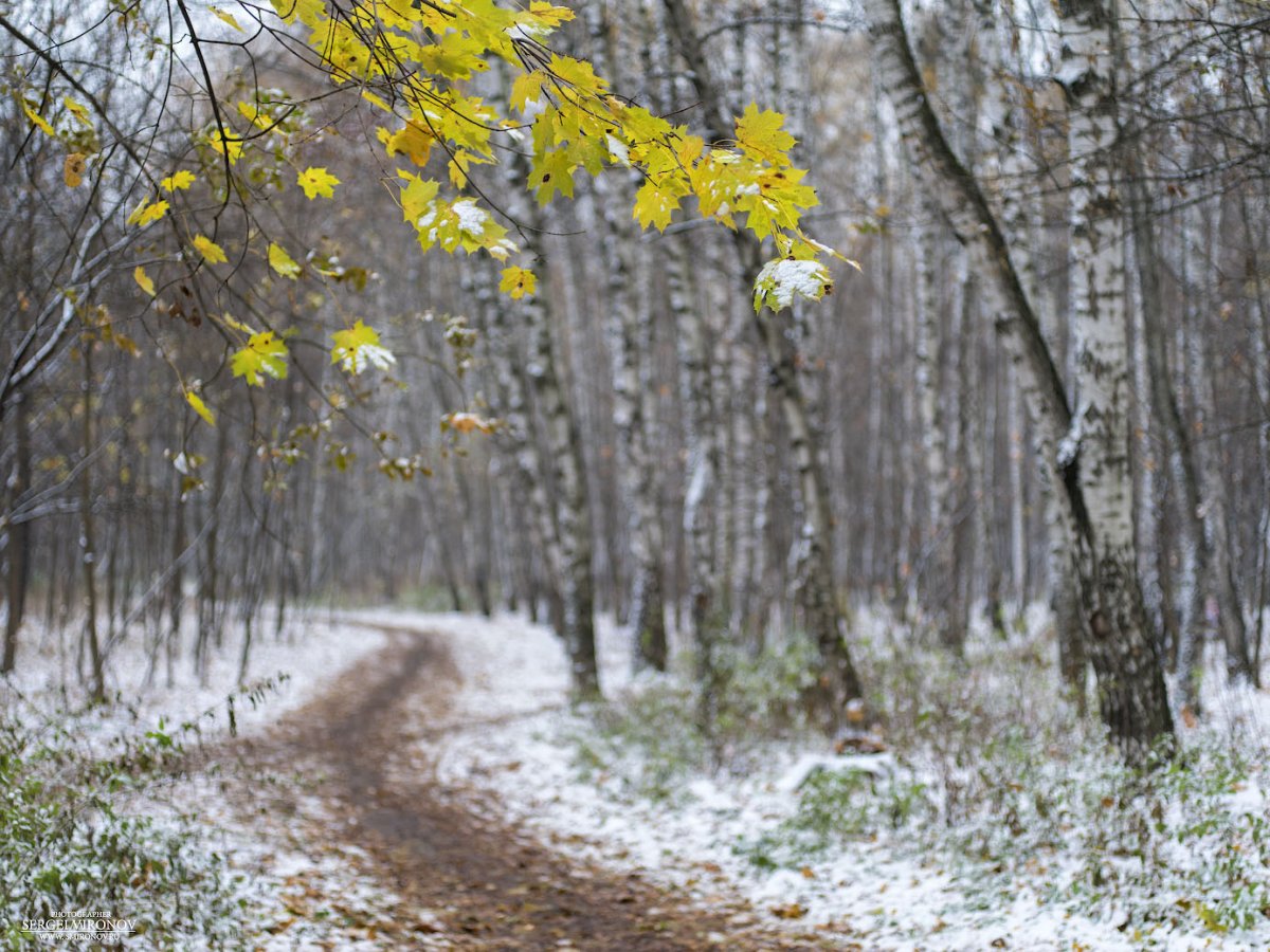 Зимняя прогулка природа
