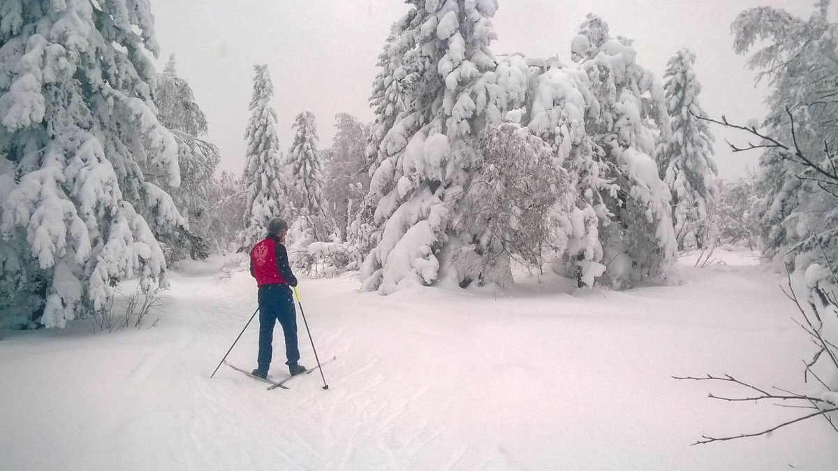 Прогулка на лыжах в лесу