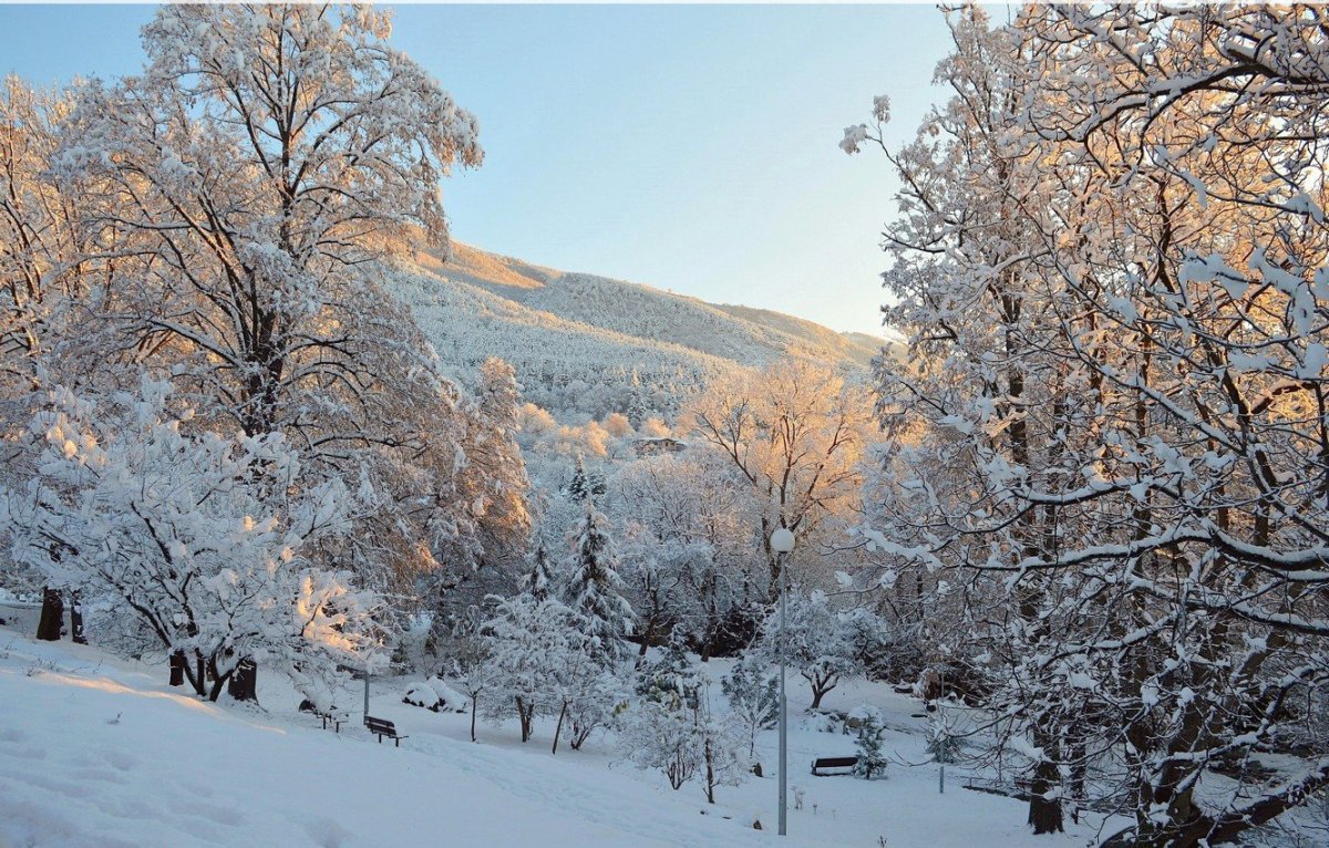 Деревья в снегу