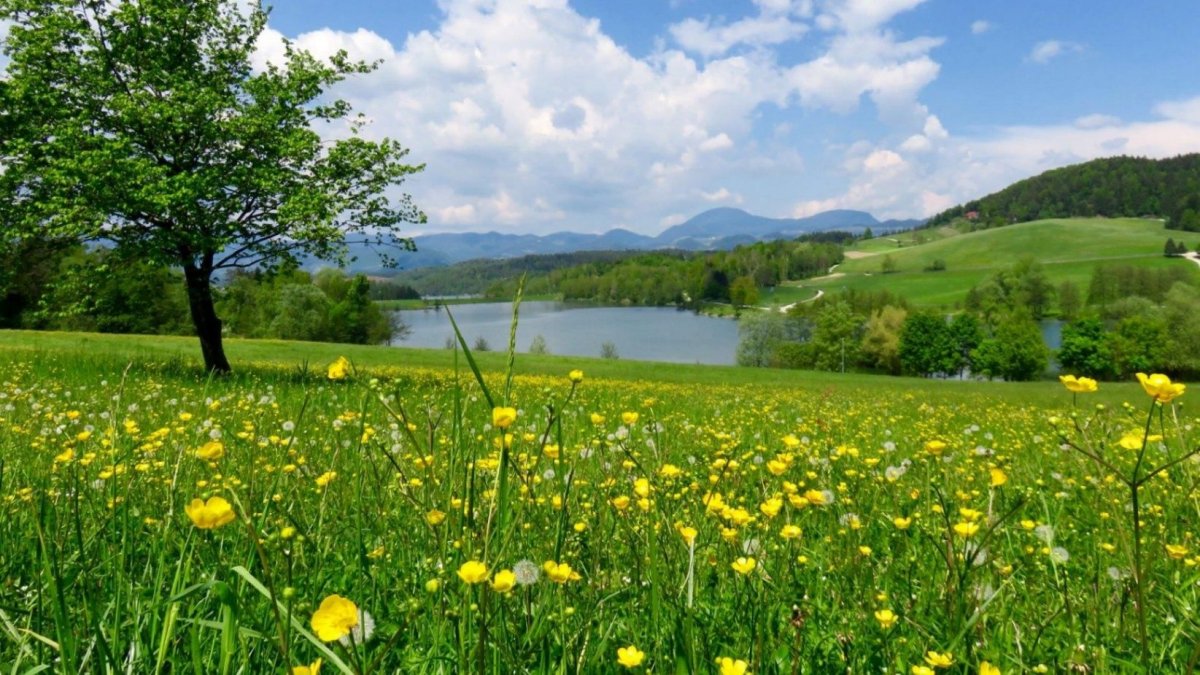 Летняя природа