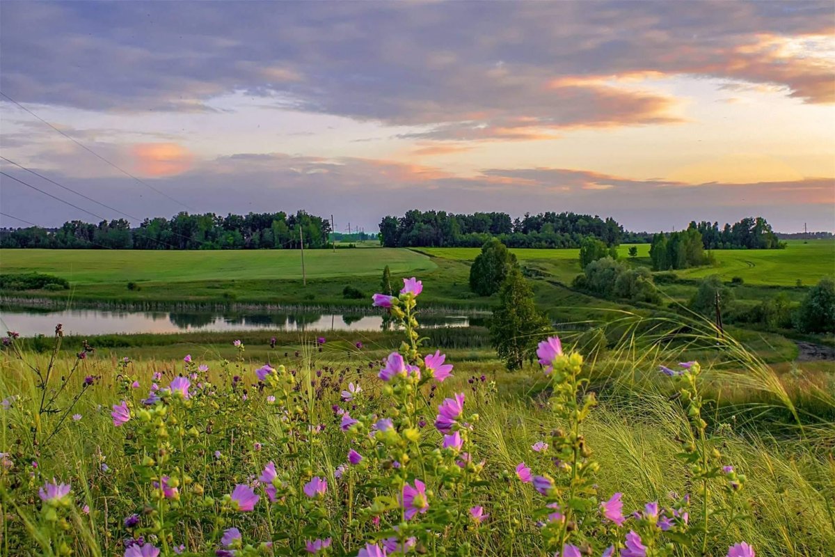 Летняя природа