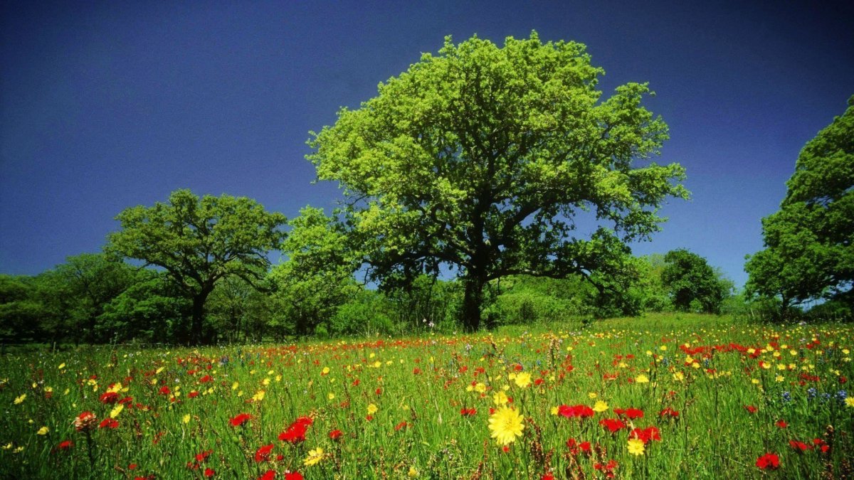 Красивая летняя природа