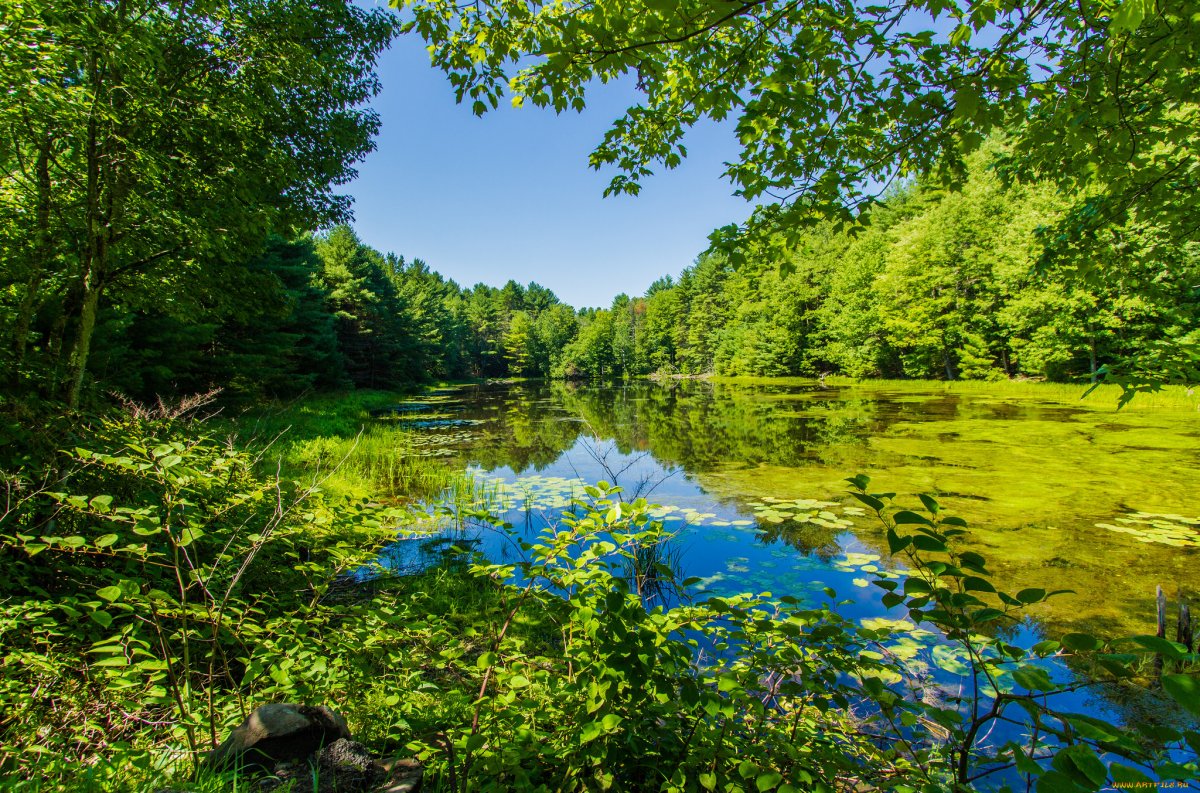 Лето лес озеро