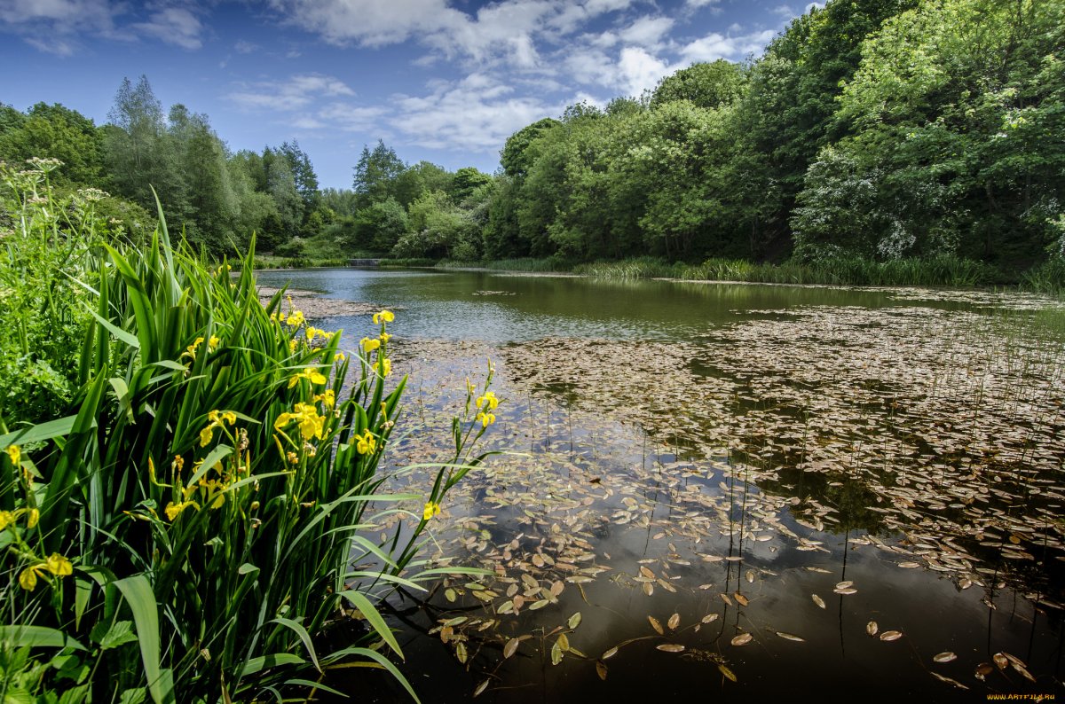 Лето природа