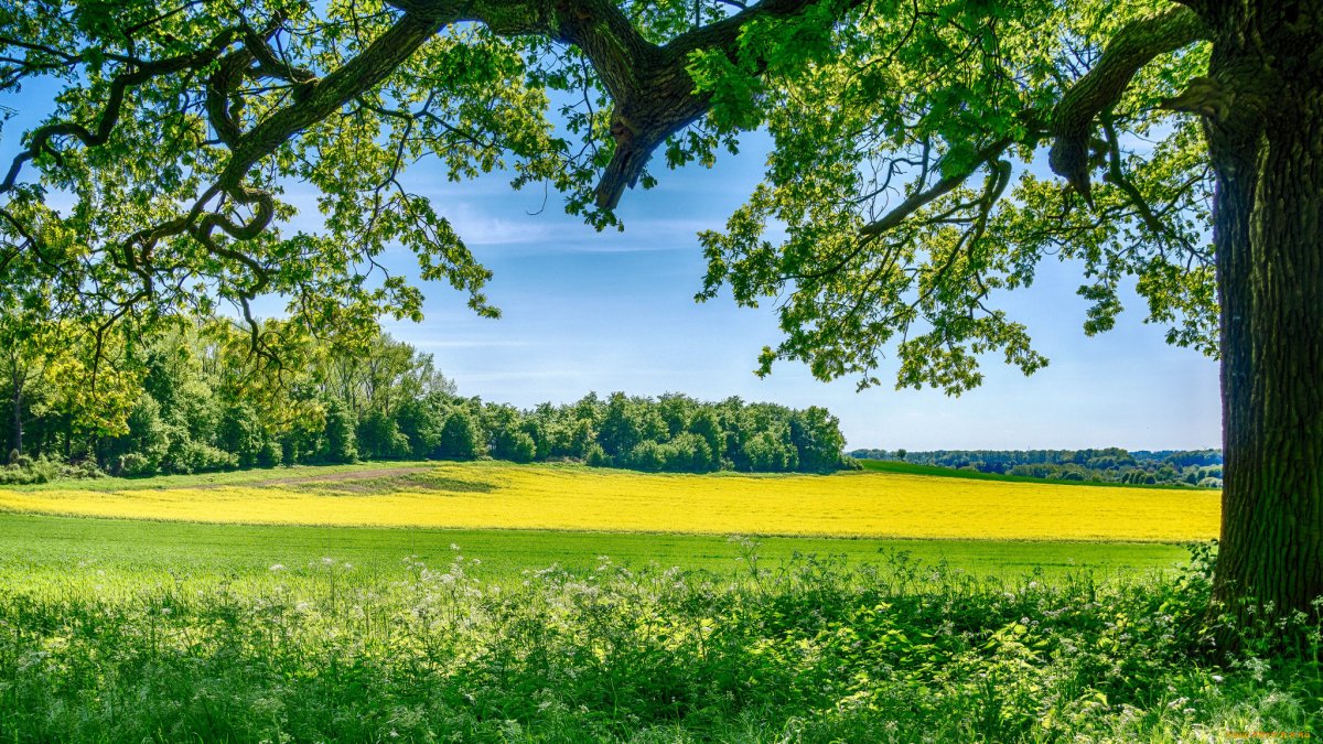 Летняя природа