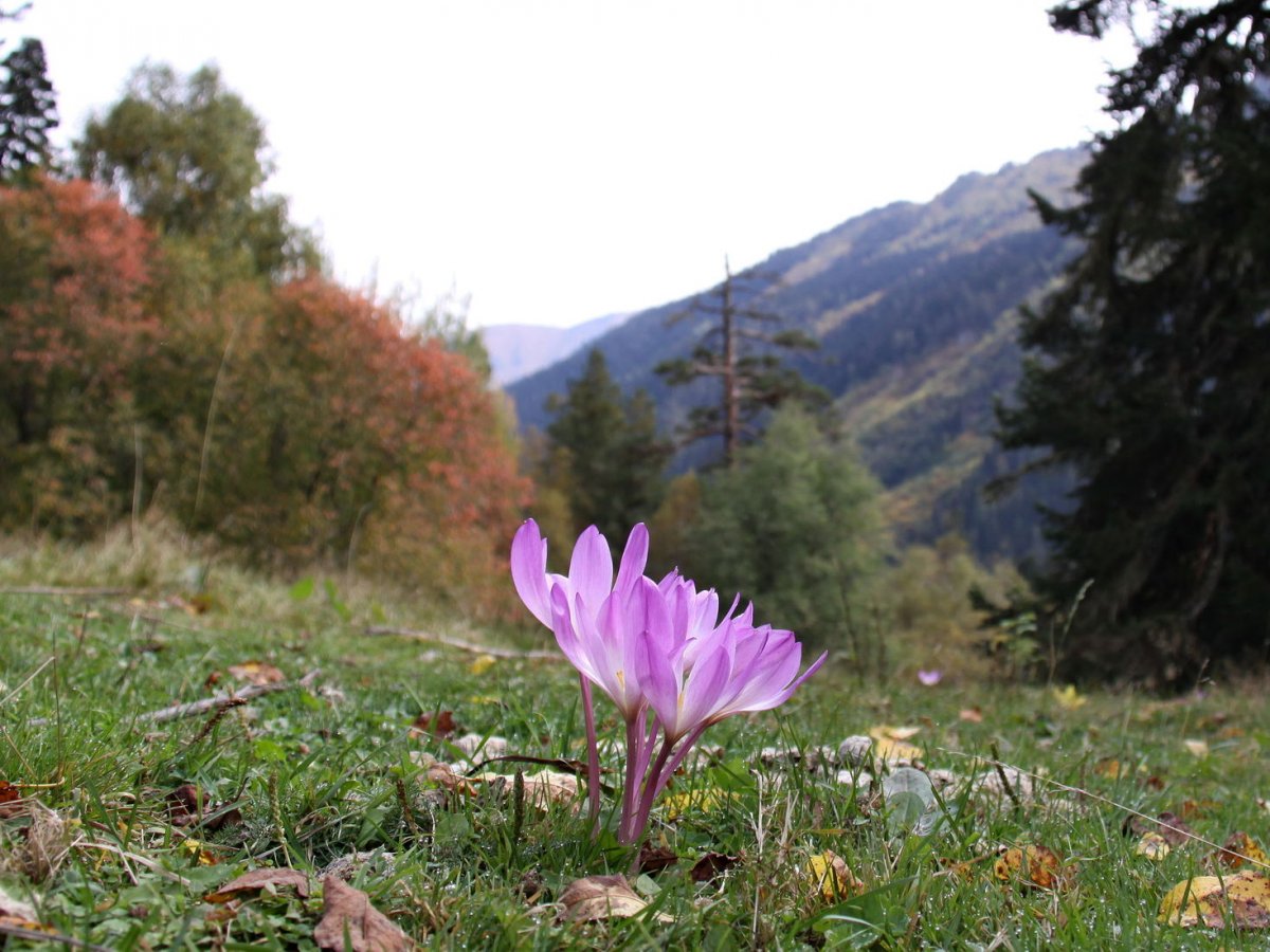 Крокус Архыз