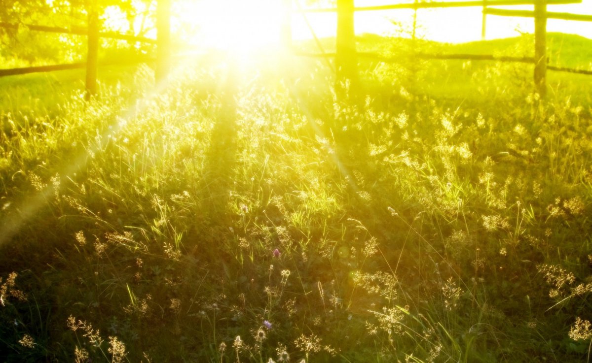 Летнее утро