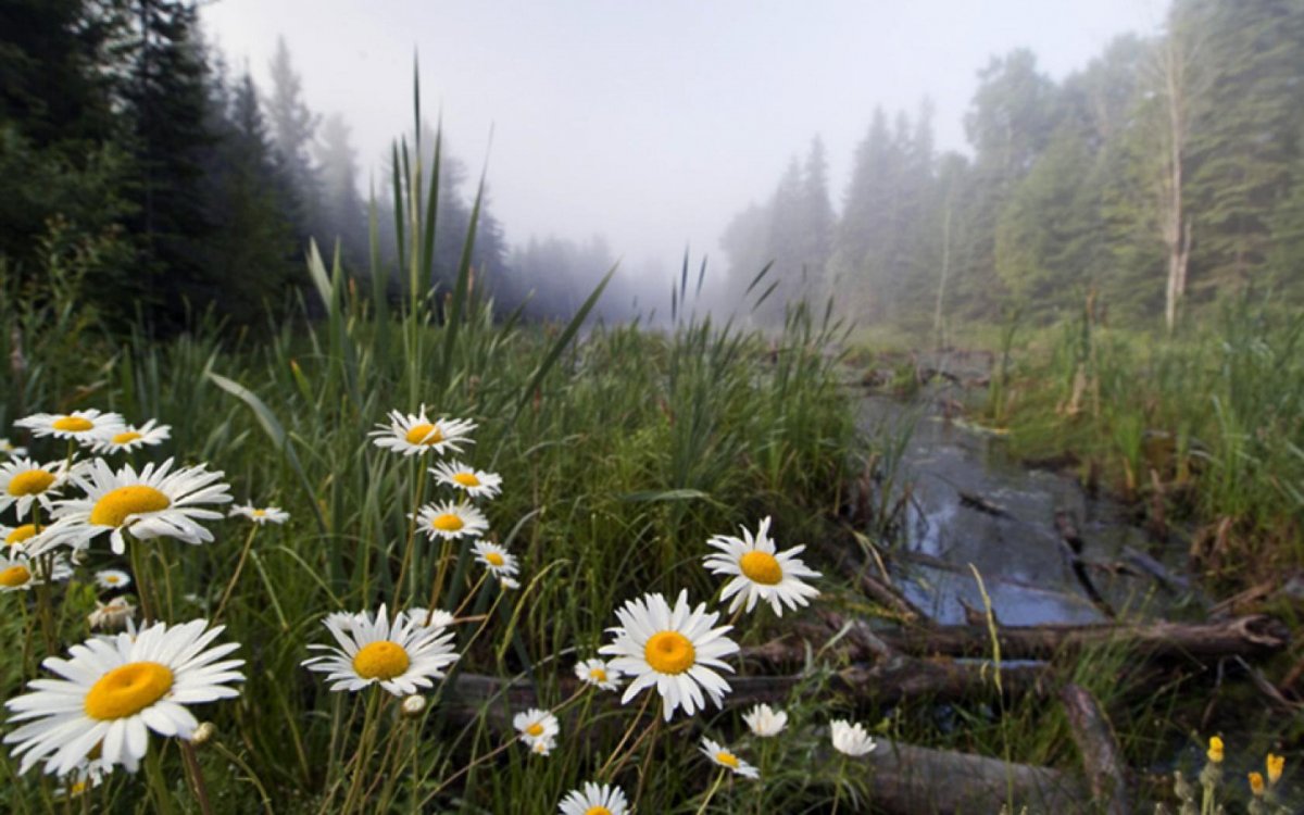 Ромашки у реки