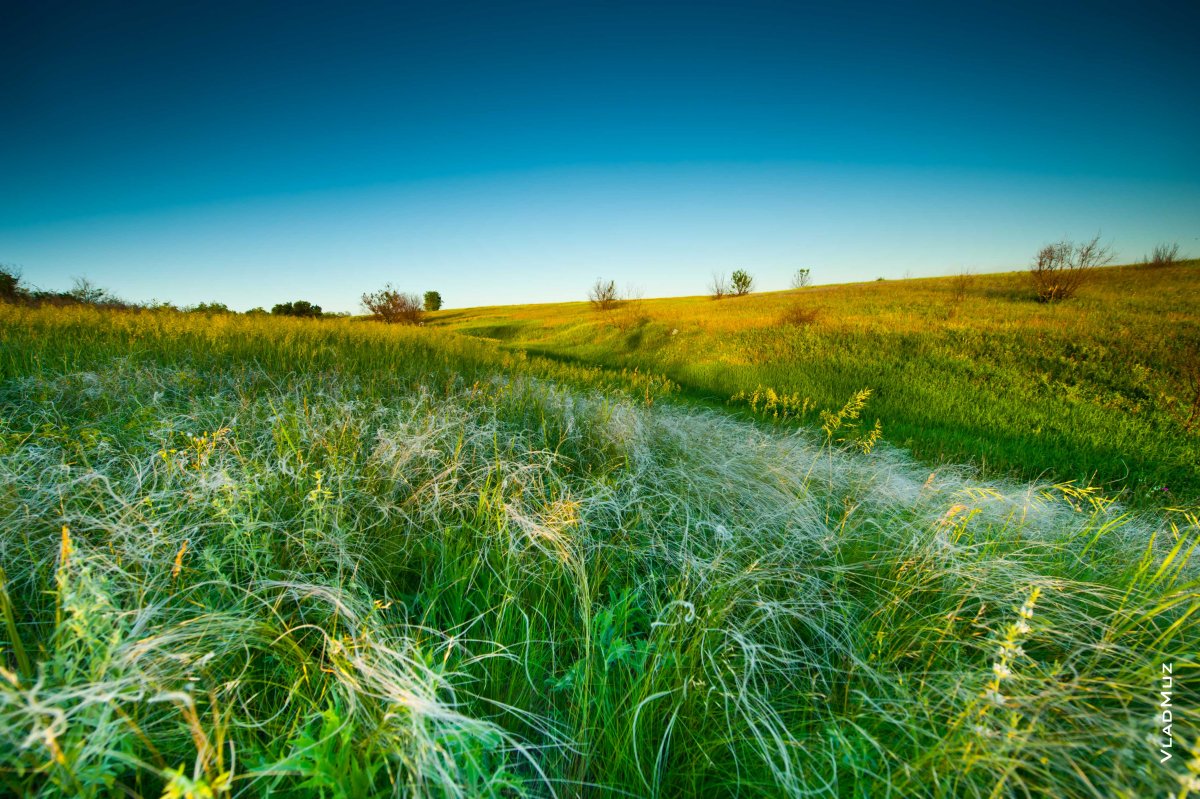 Степь летом