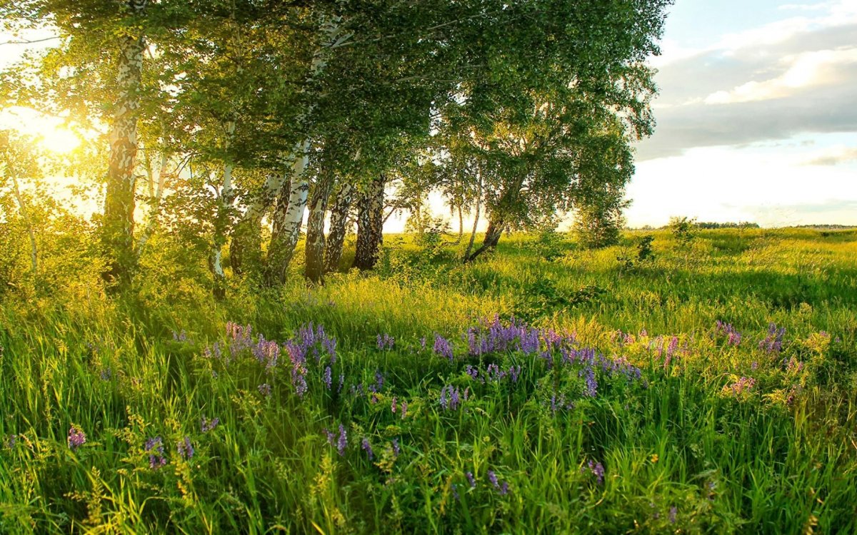 Летние Луга центральной России
