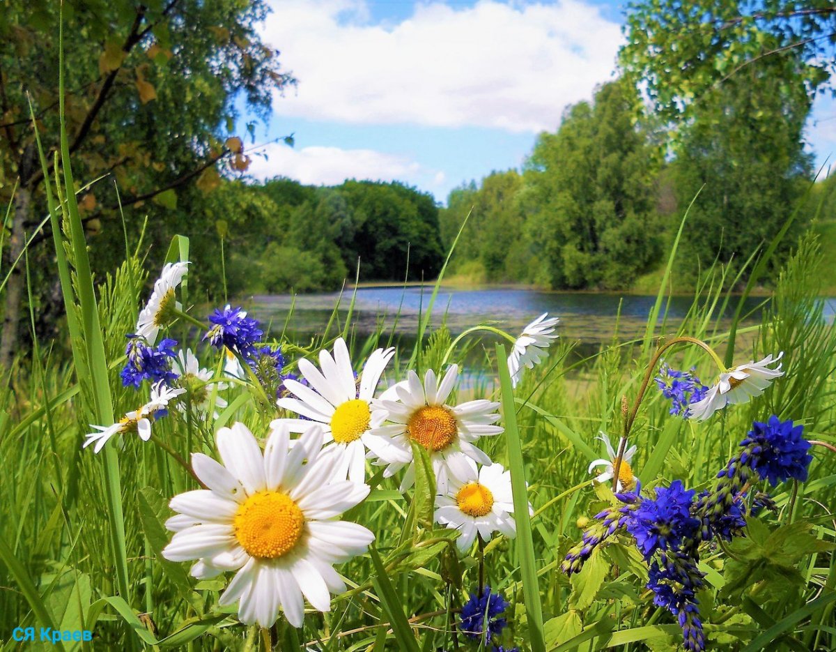 Лето природа ромашки