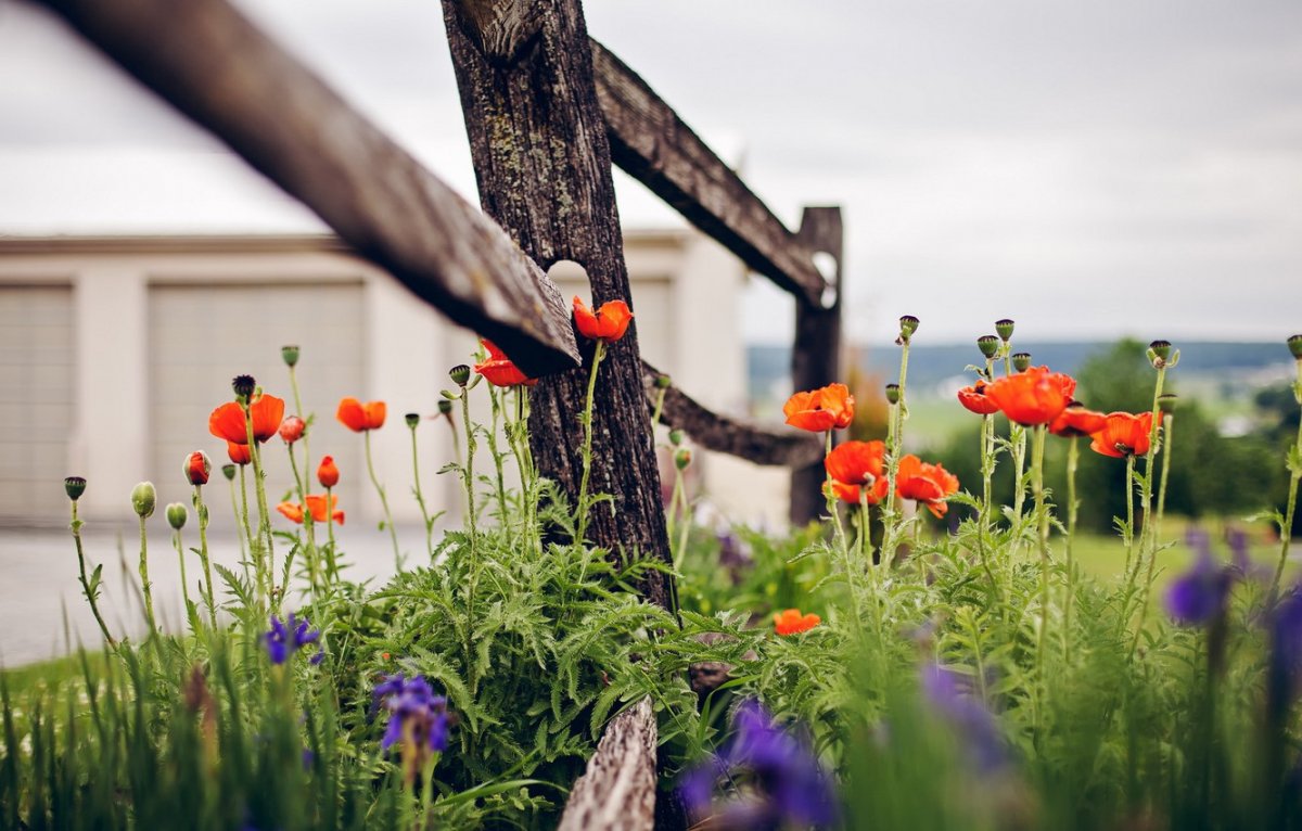 Полевые цветы у забора