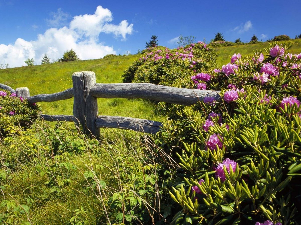 Пейзаж с травой на переднем плане