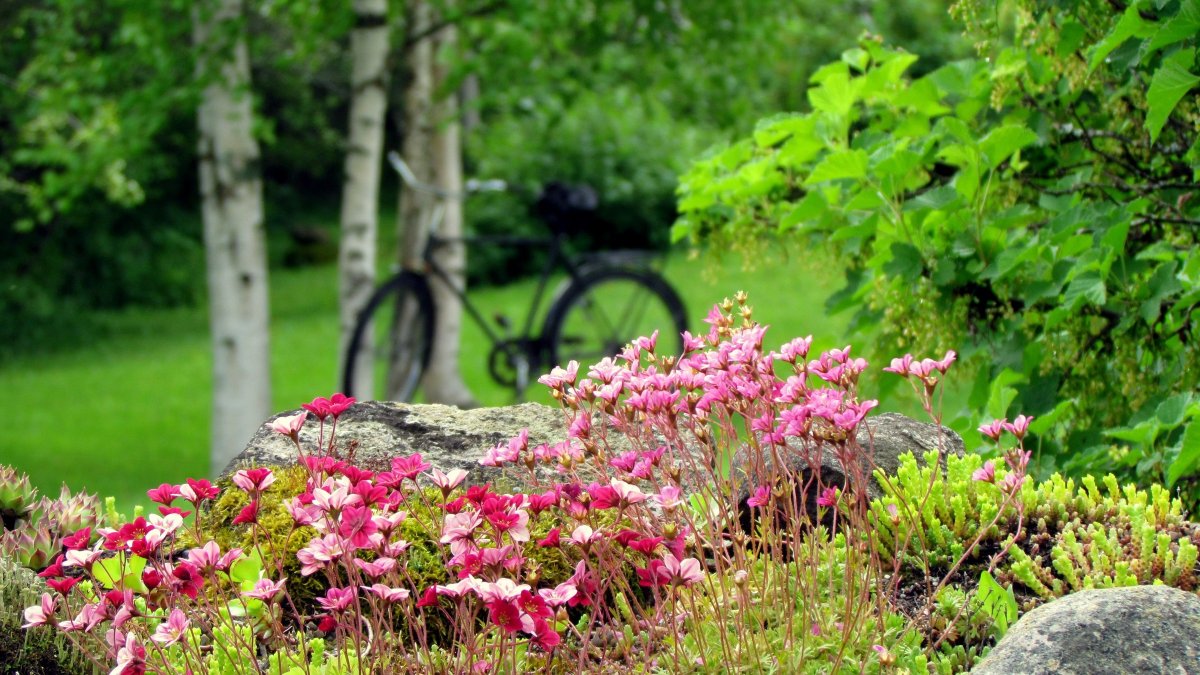 Сад в начале лета