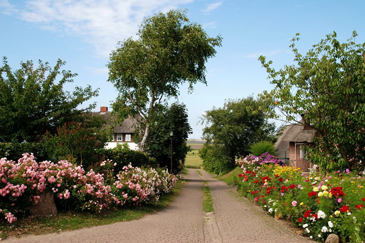 Деревенская улица летом