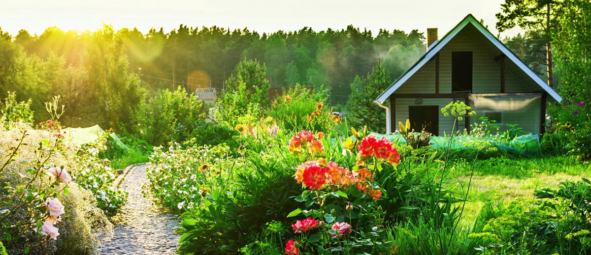 Участок дача природа