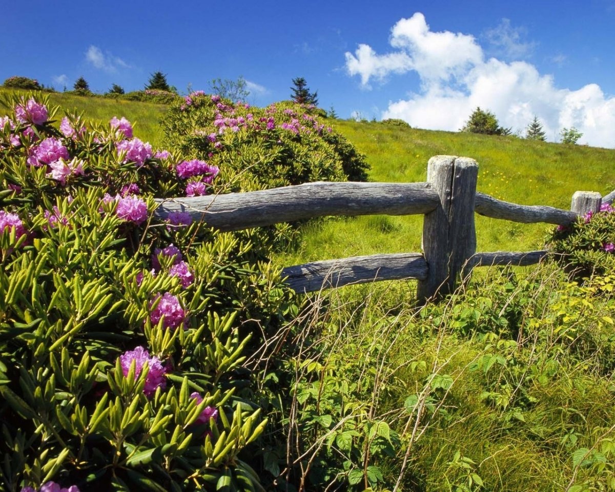 Летние обои на рабочий стол 1280х1024