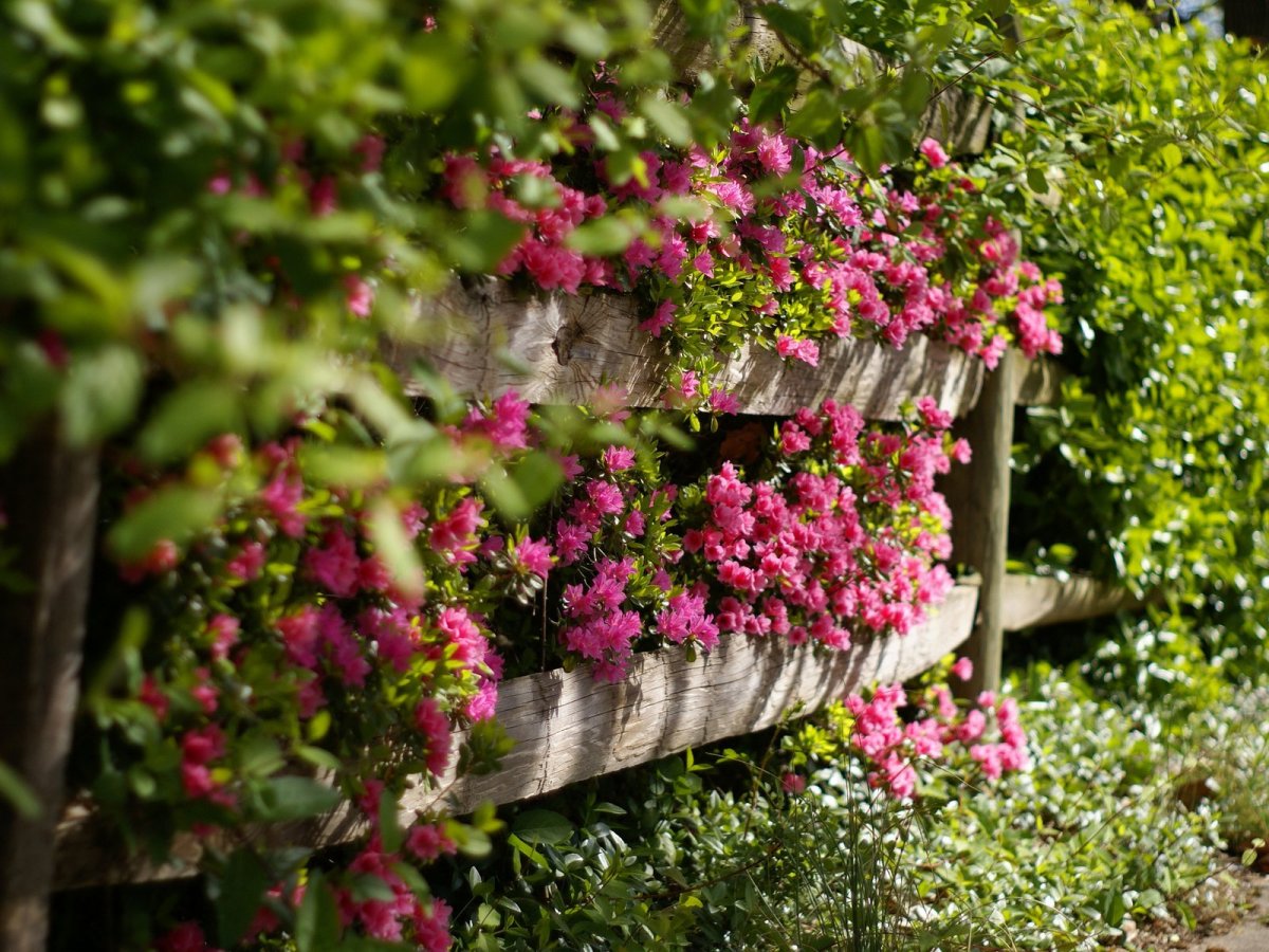 Цветочная изгородь