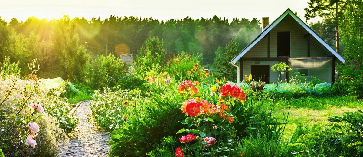 Лето дача природа