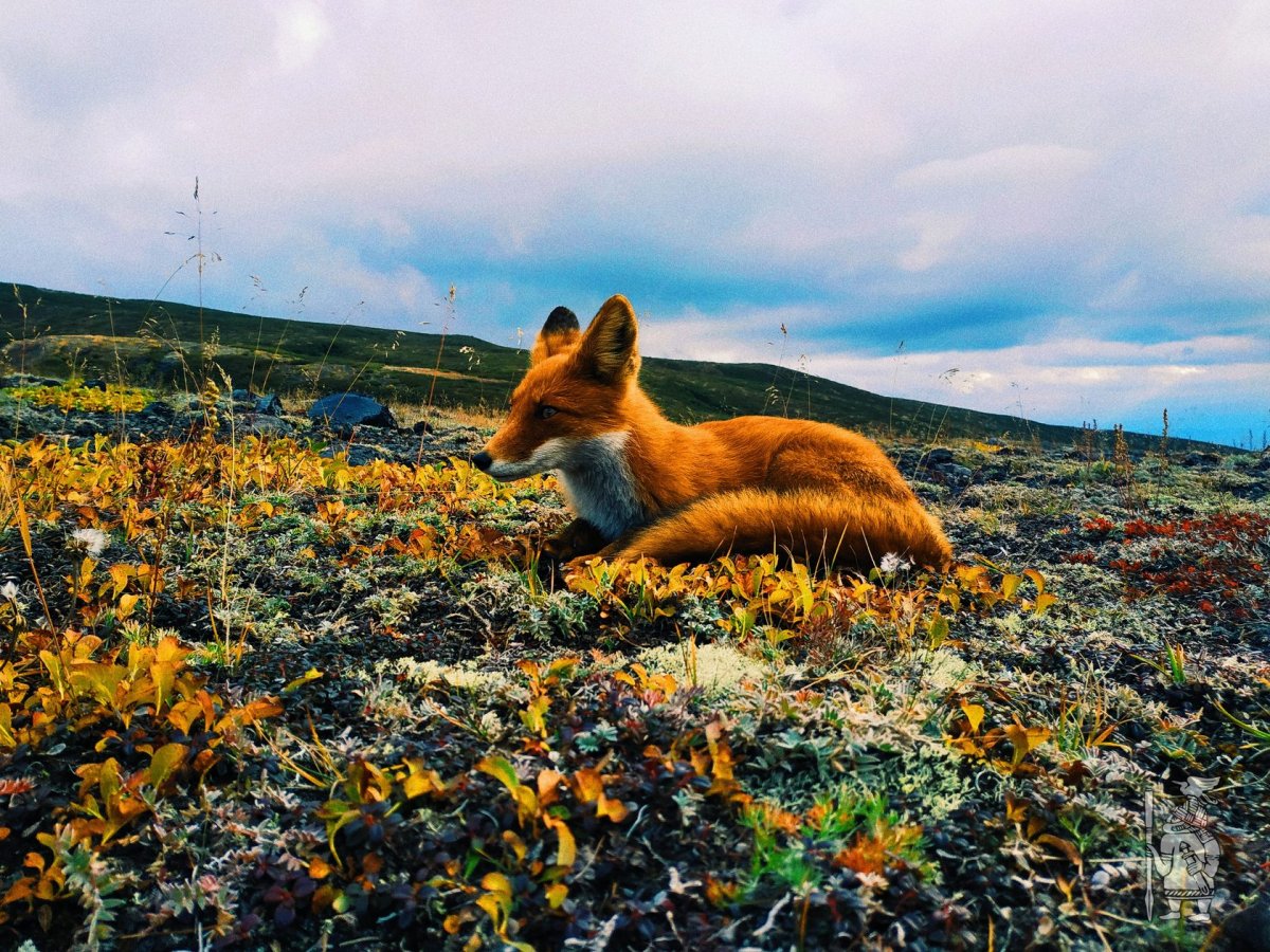 Камчатка лето