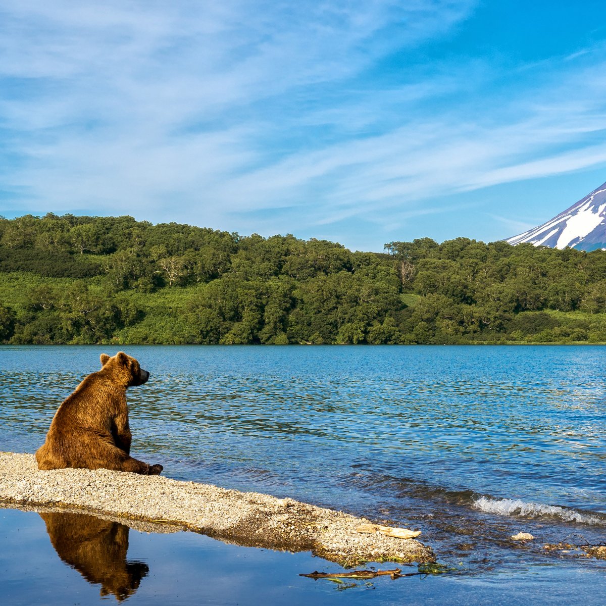 Камчатка медведи вулкан