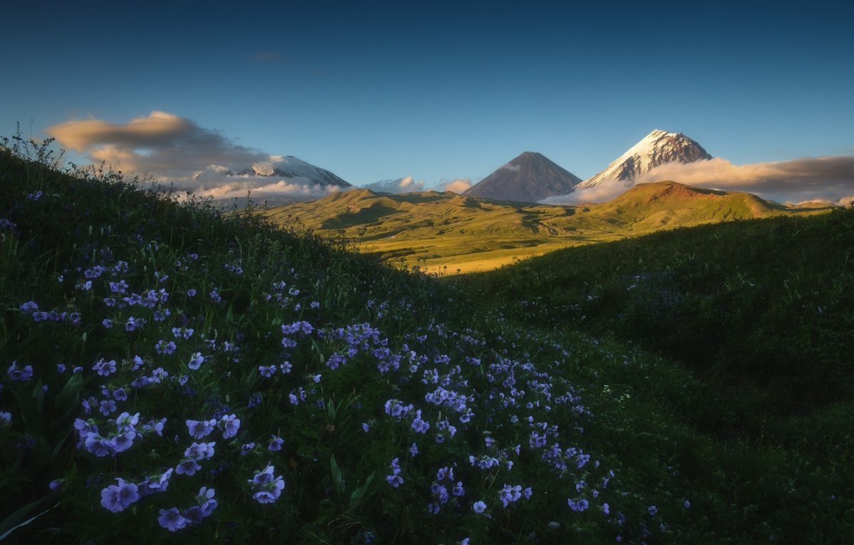 Цветущие Луга Камчатки