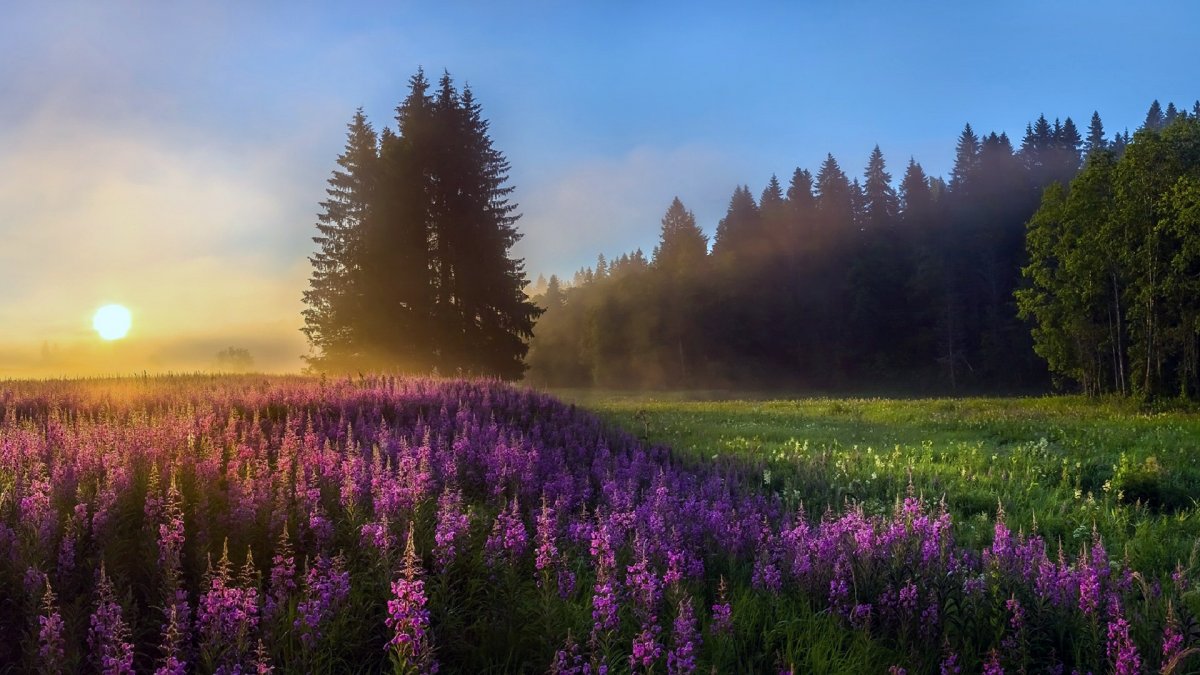 Карелия Иван чай пейзаж