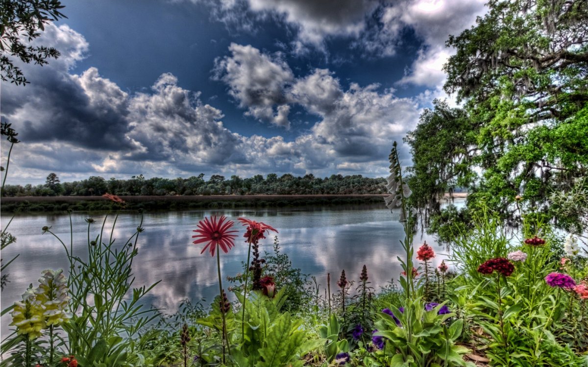 Лето озеро цветы