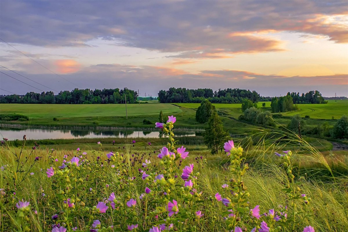 Летний пейзаж