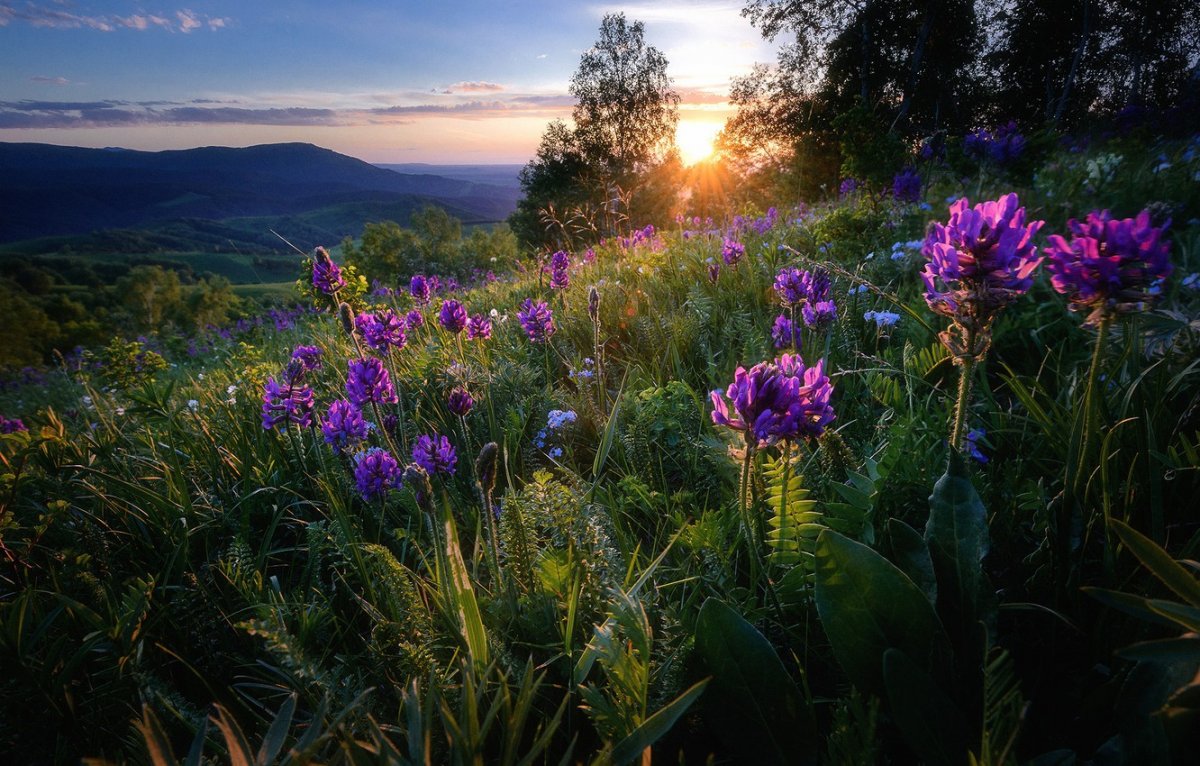 Полевые цветы в горах