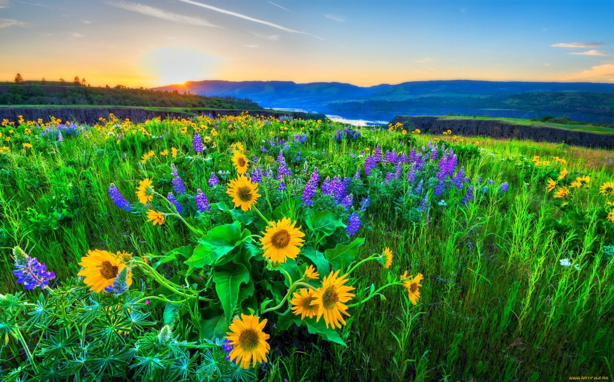 Цветочный луг