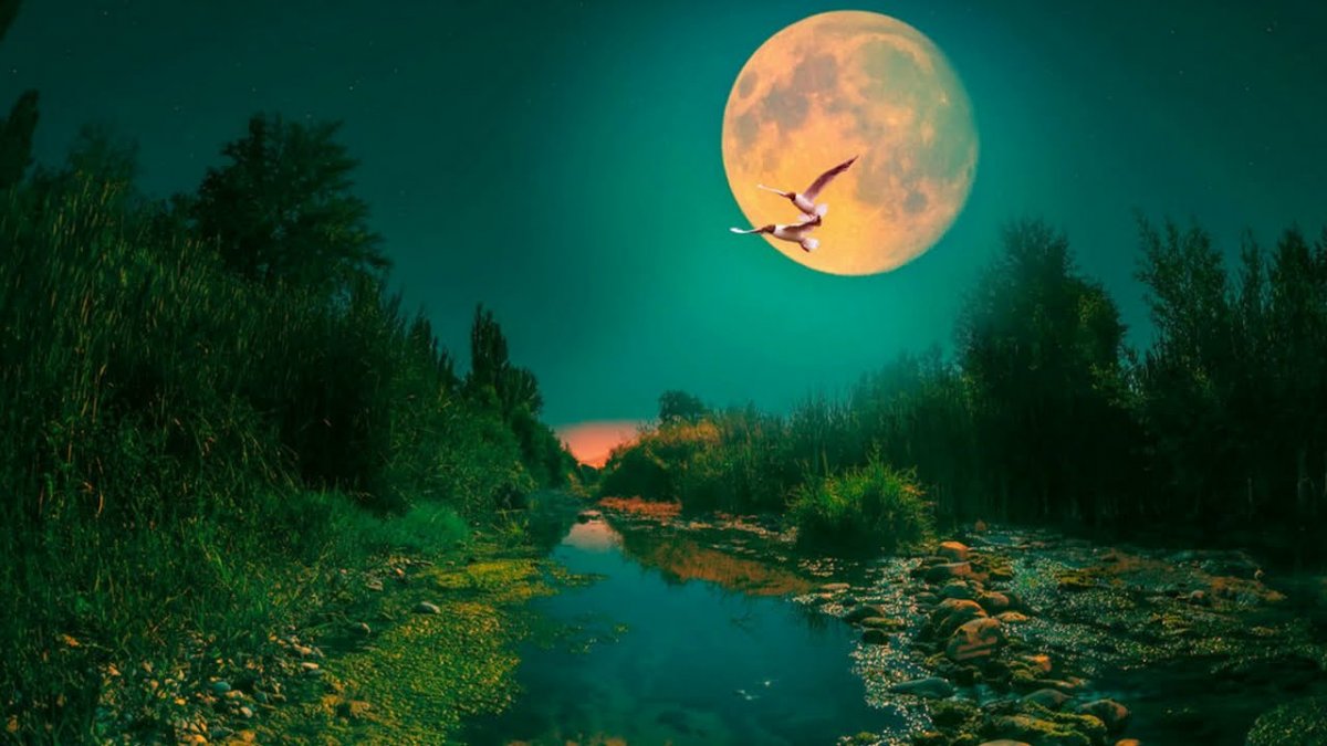 Лес река Луна