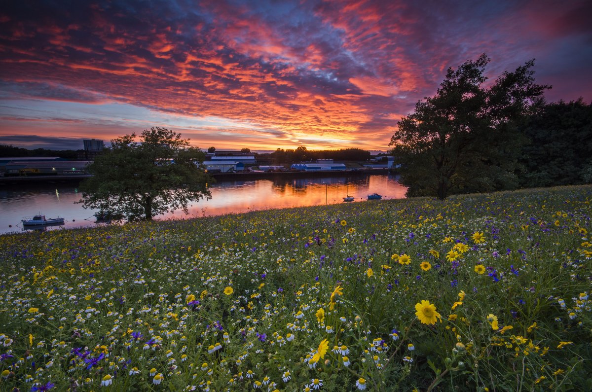 Красивая природа Луга