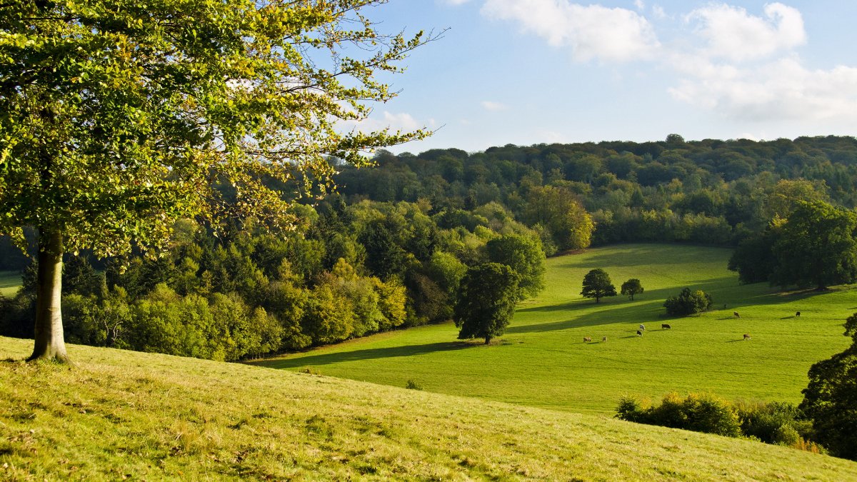 Пейзаж лета