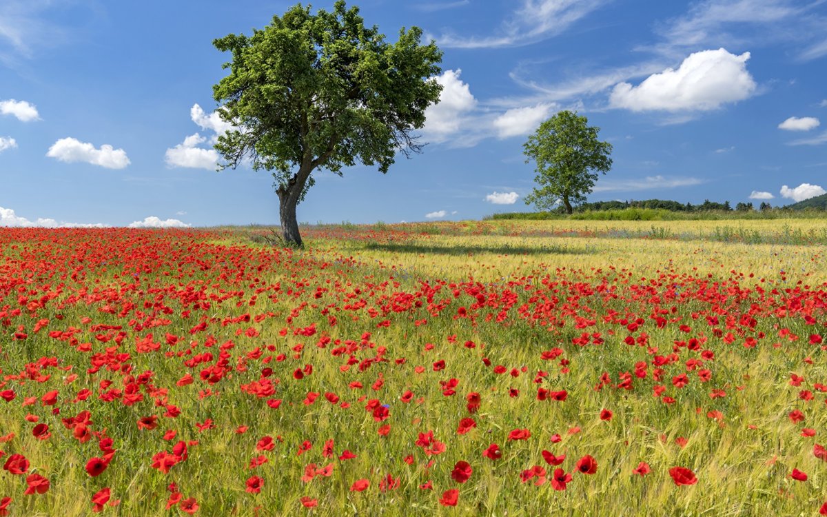 Маковые поля Швейцария