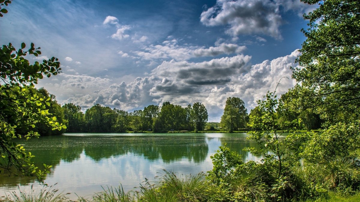 Природа лес речка