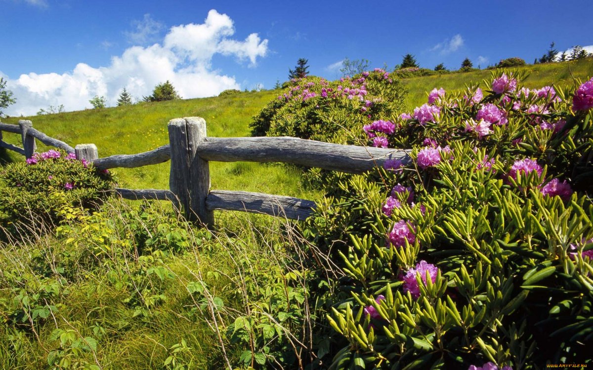 Вересковые поля в Шотландии