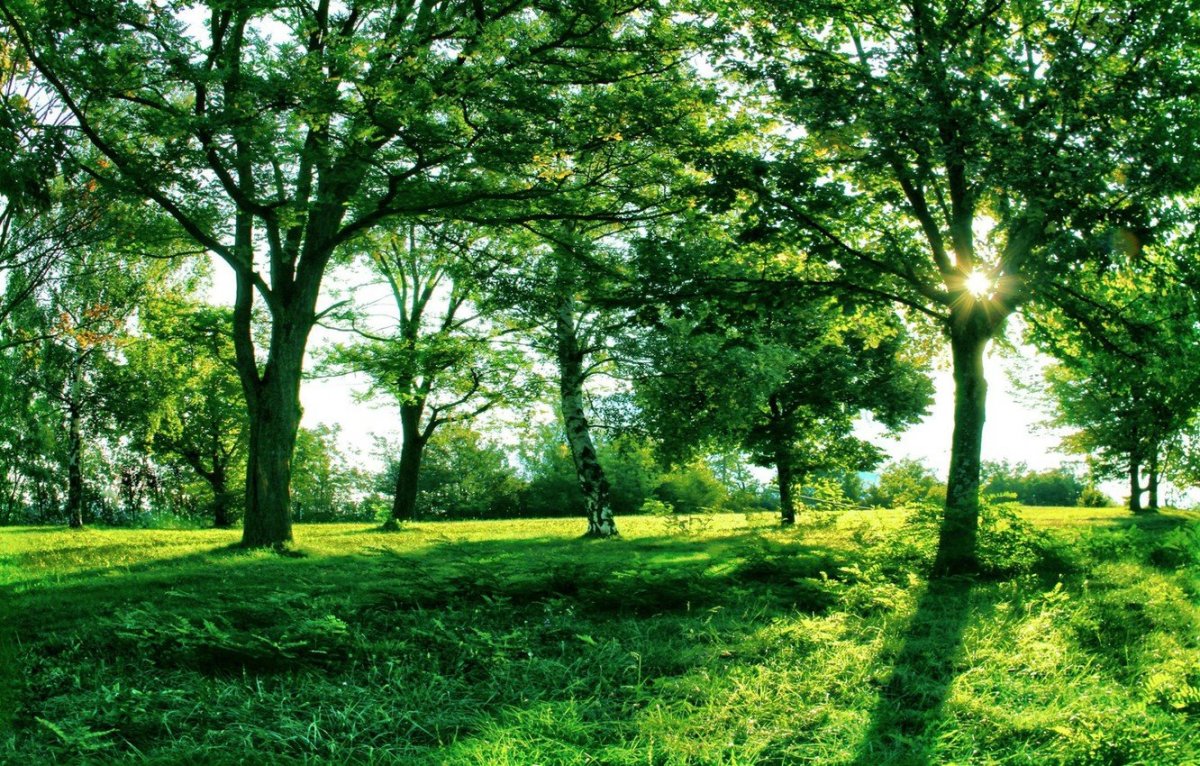 Природа деревья