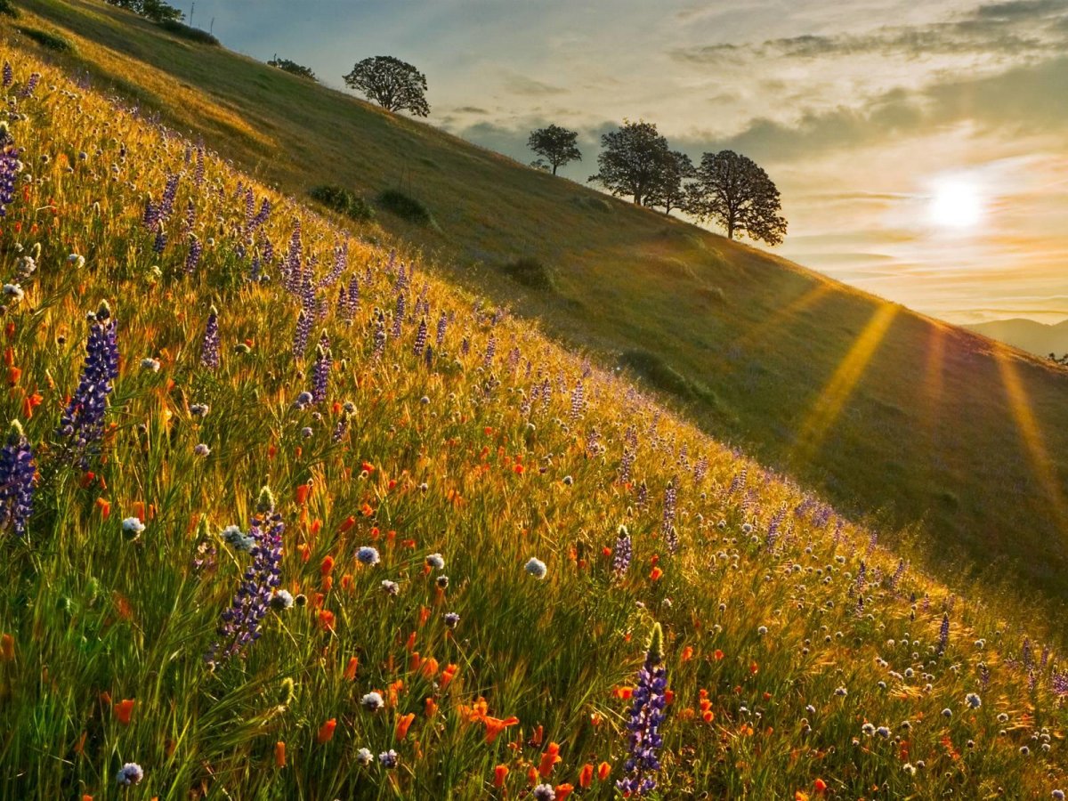 Красивый луг